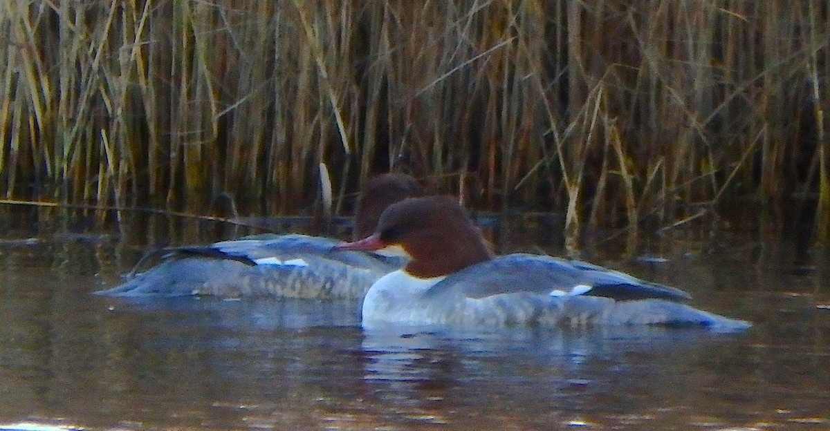 morčák velký - ML645264359