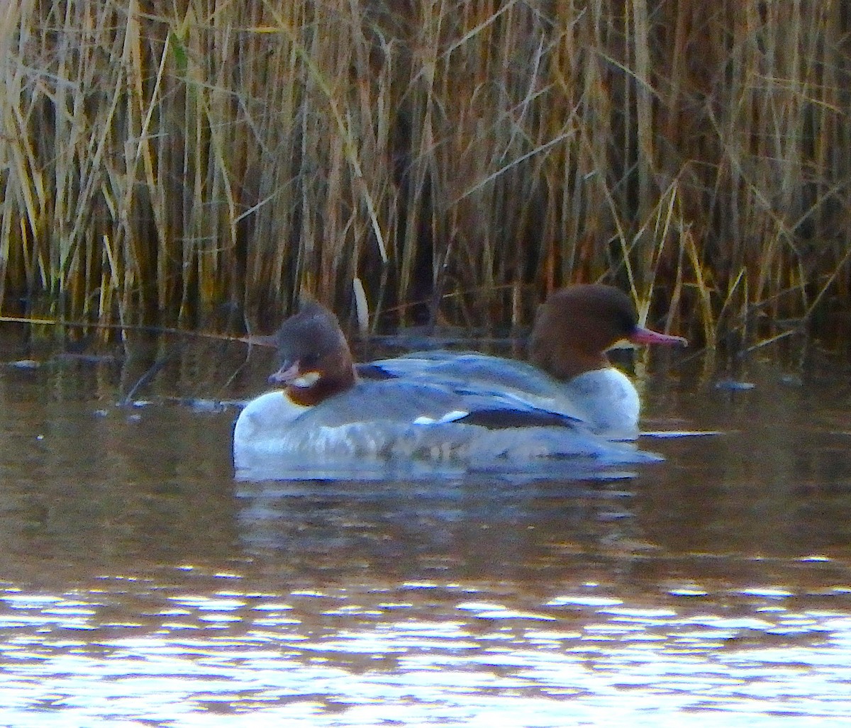 morčák velký - ML645264360