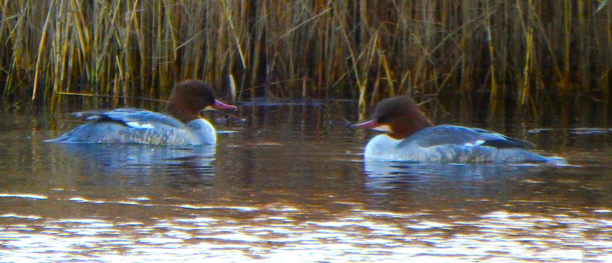 morčák velký - ML645264361