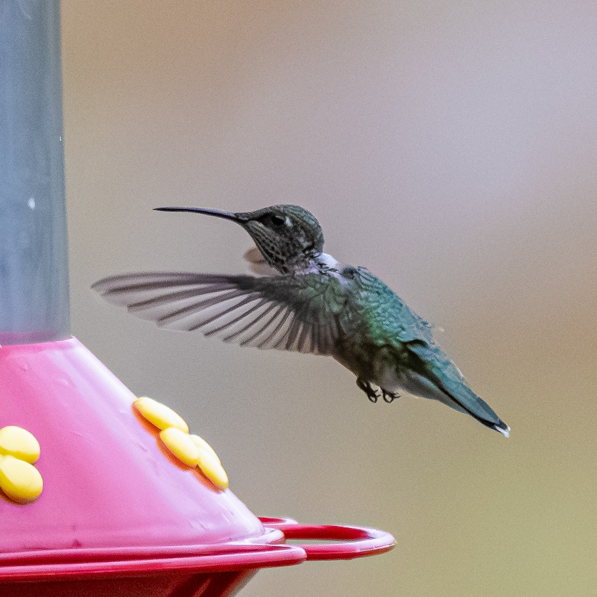 Colibri à gorge rubis - ML645264363