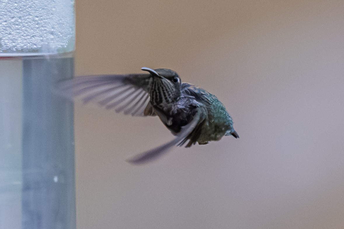 Colibri à gorge rubis - ML645264364