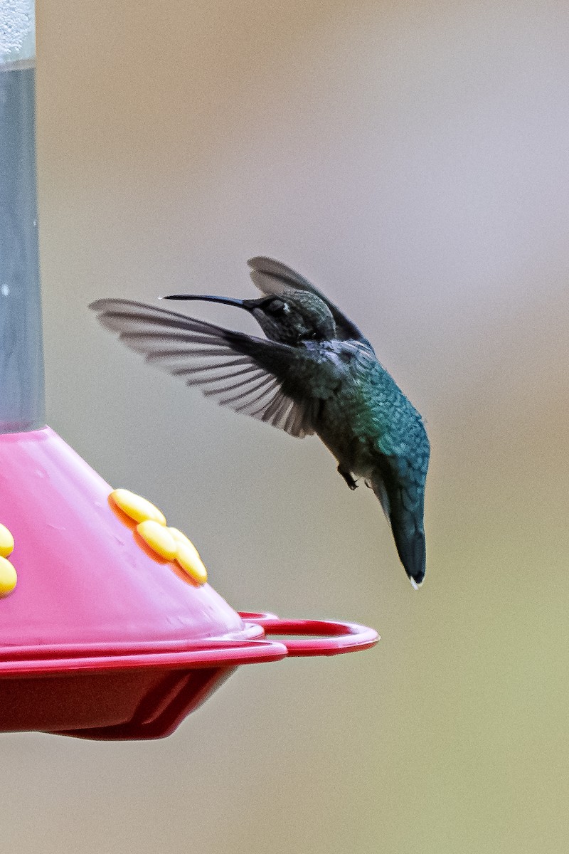 Colibri à gorge rubis - ML645264365