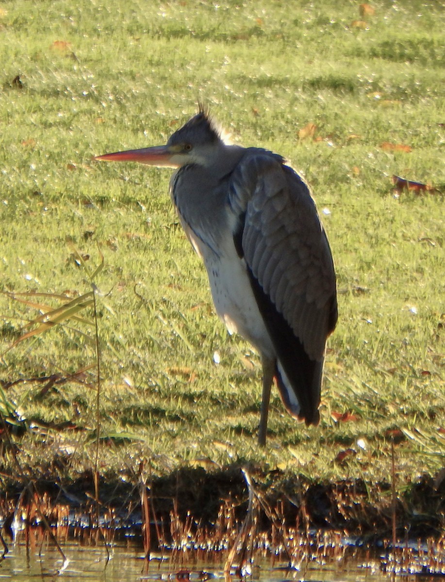 volavka popelavá - ML645264366