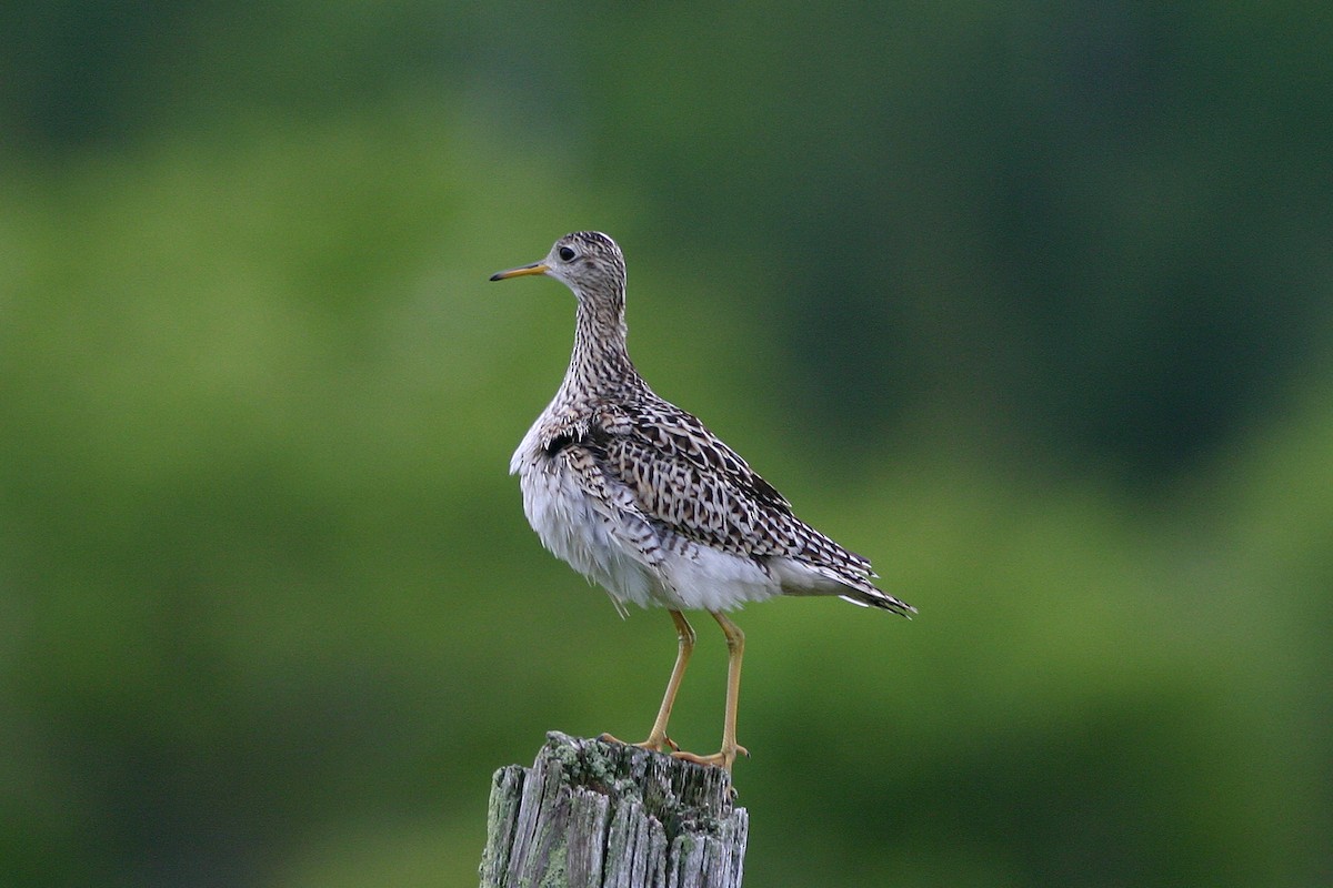 Upland Sandpiper - ML645264368