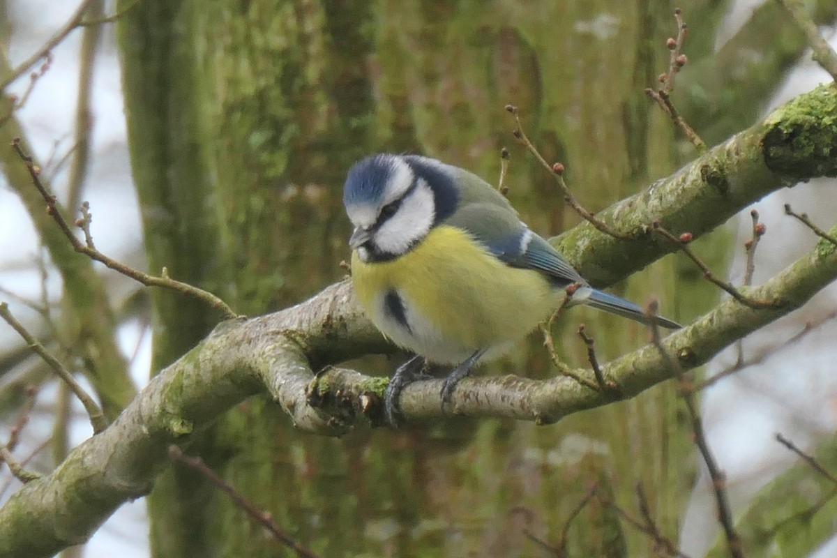 Eurasian Blue Tit - ML645264369