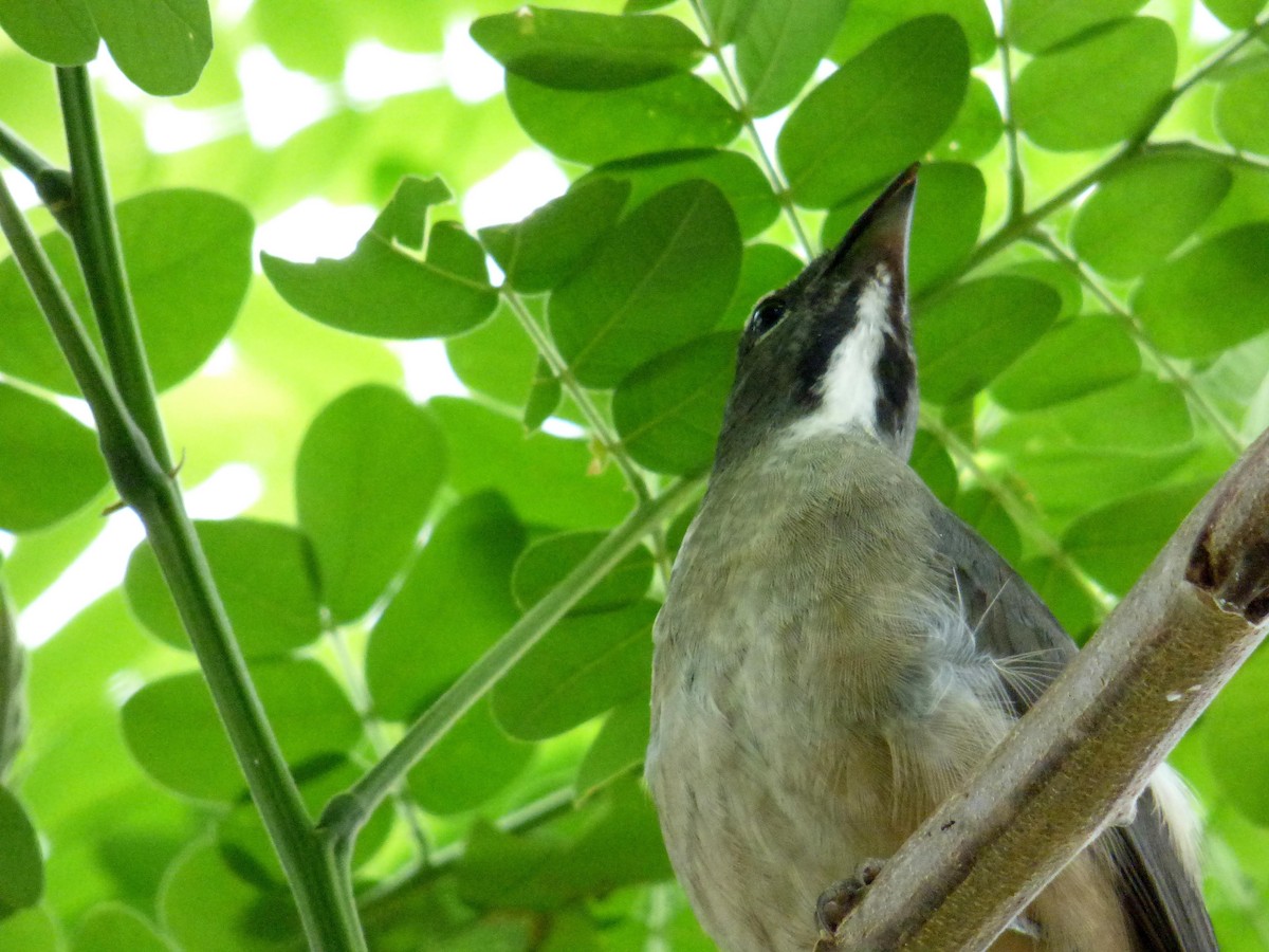 Зернолуск оливковий - ML645264371