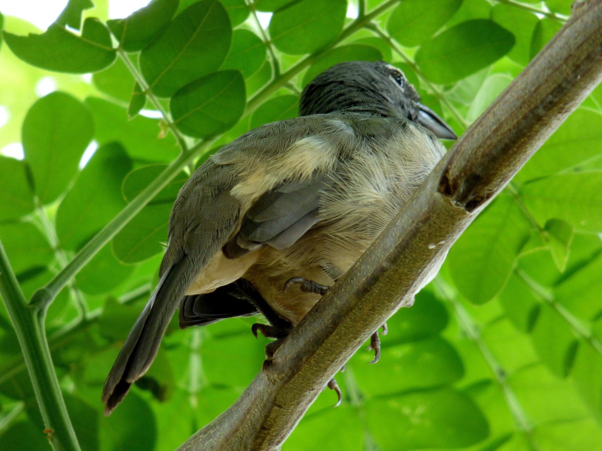 Зернолуск оливковий - ML645264372