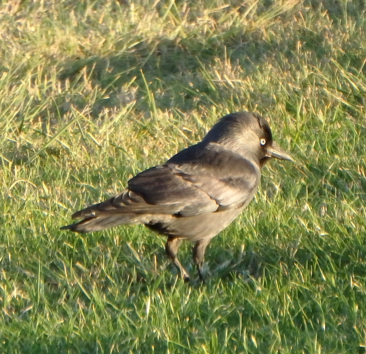 kavka obecná - ML645264374