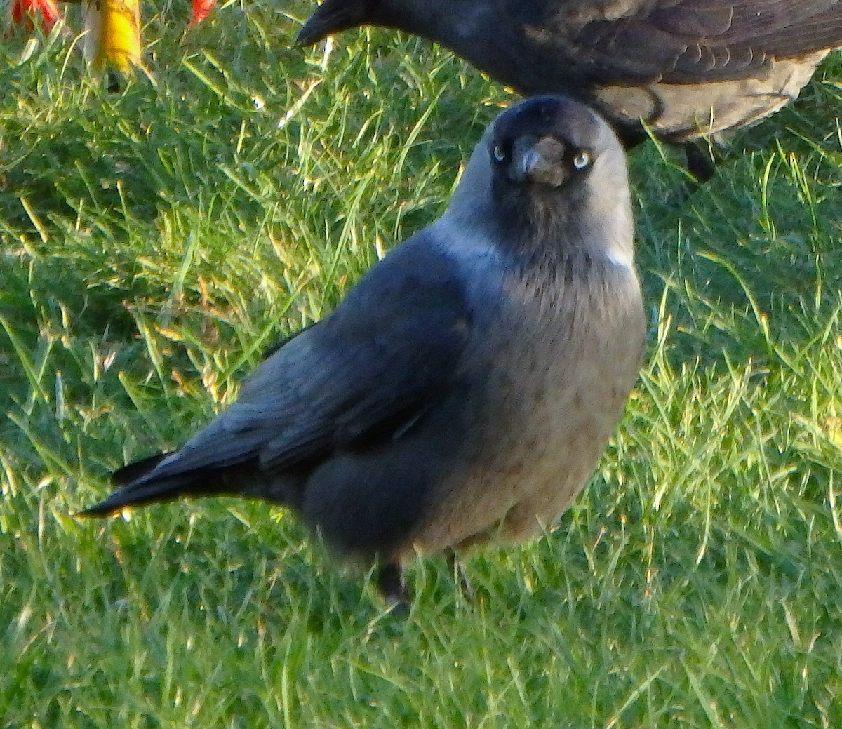 kavka obecná - ML645264375