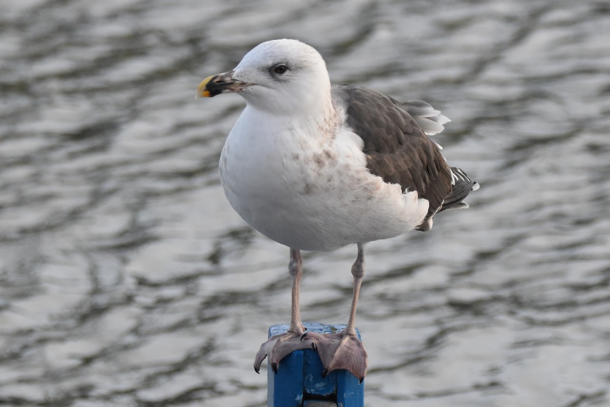 Great Black-backed Gull - ML645264382