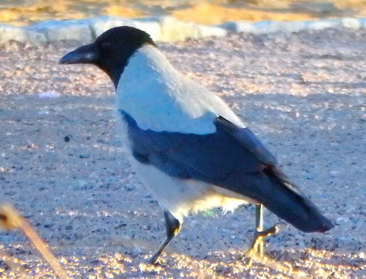 vrána šedá - ML645264384