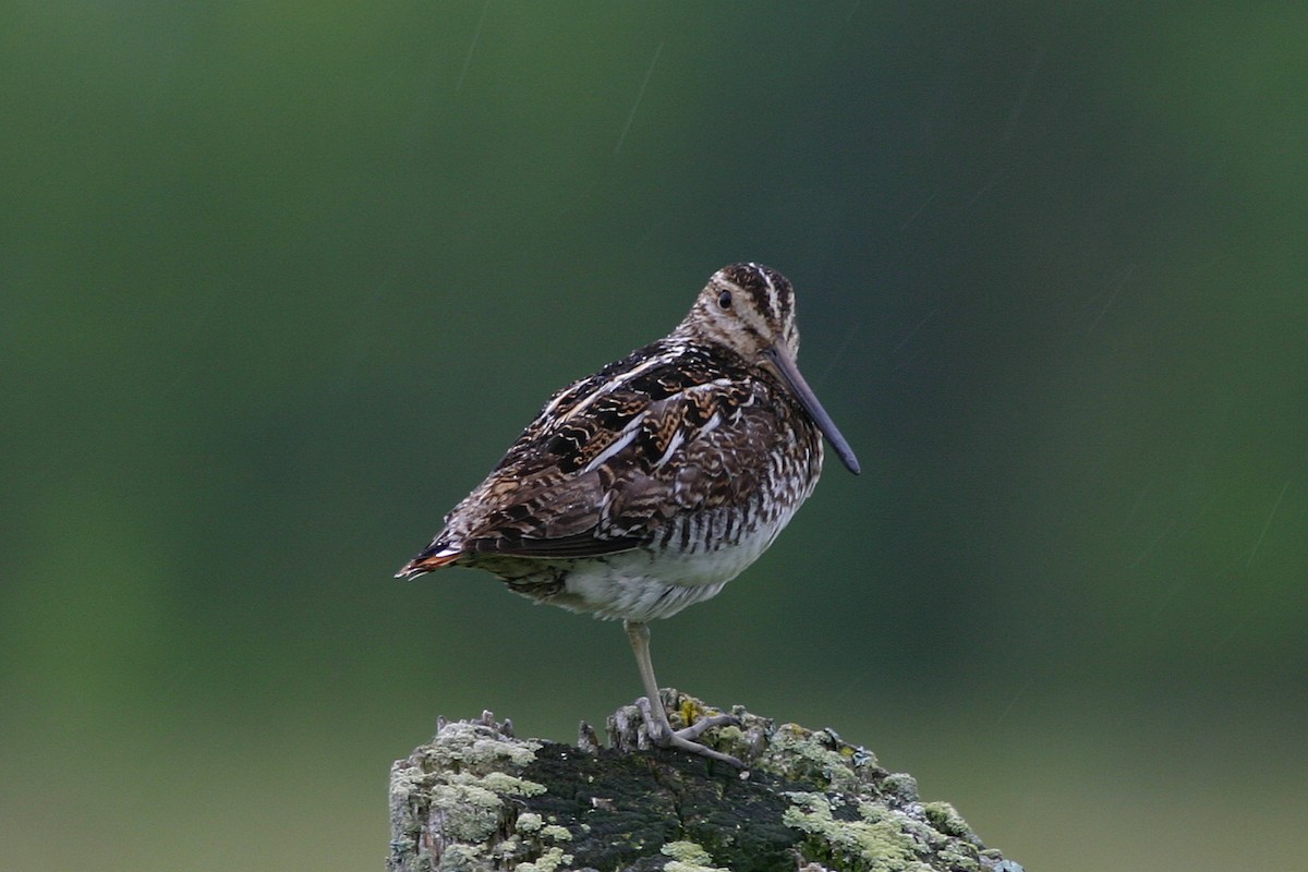 Wilson's Snipe - ML645264387