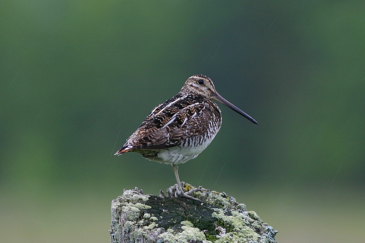 Wilson's Snipe - ML645264388