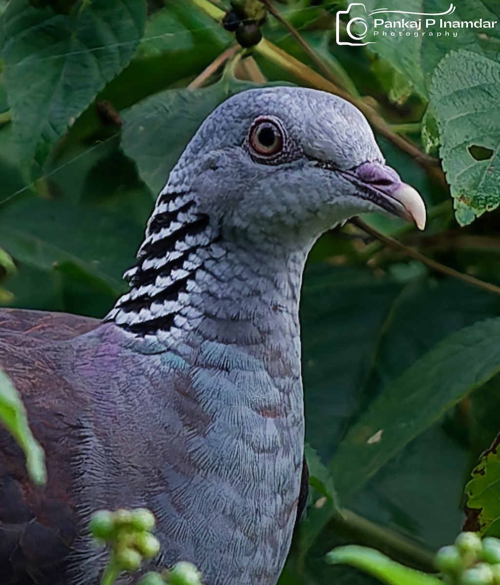 Nilgiri Wood-Pigeon - ML645264389