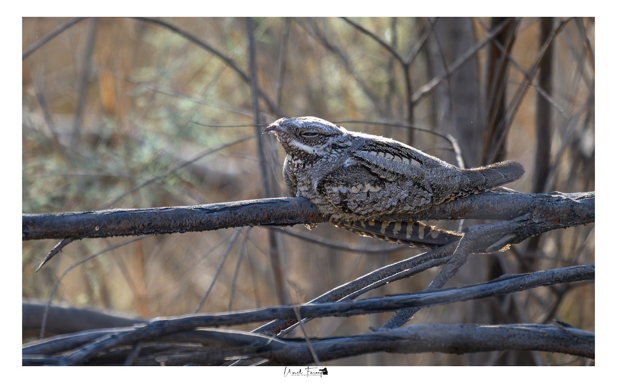 lelek lesní - ML645264393