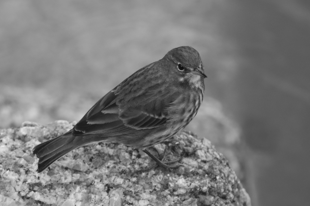 Rock Pipit - ML645264394