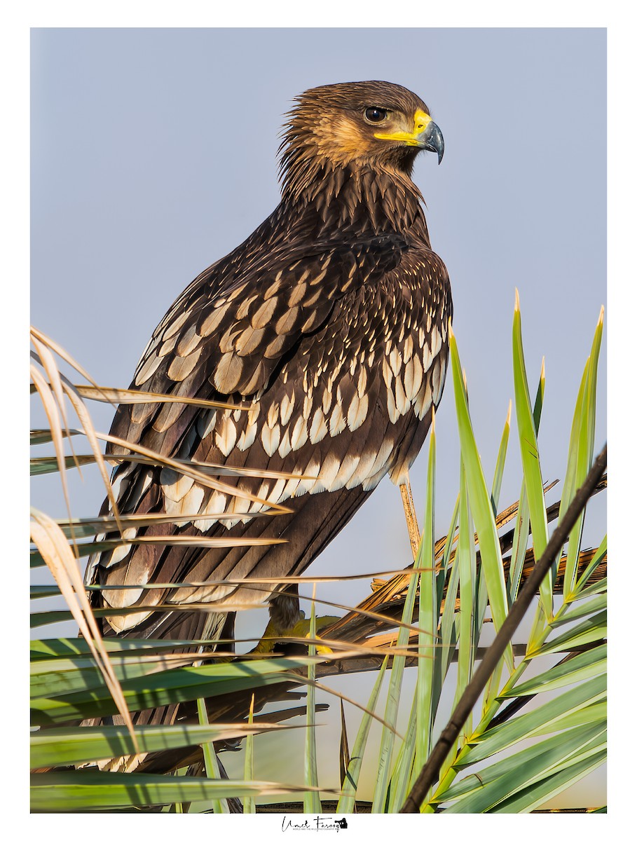 orel volavý - ML645264409