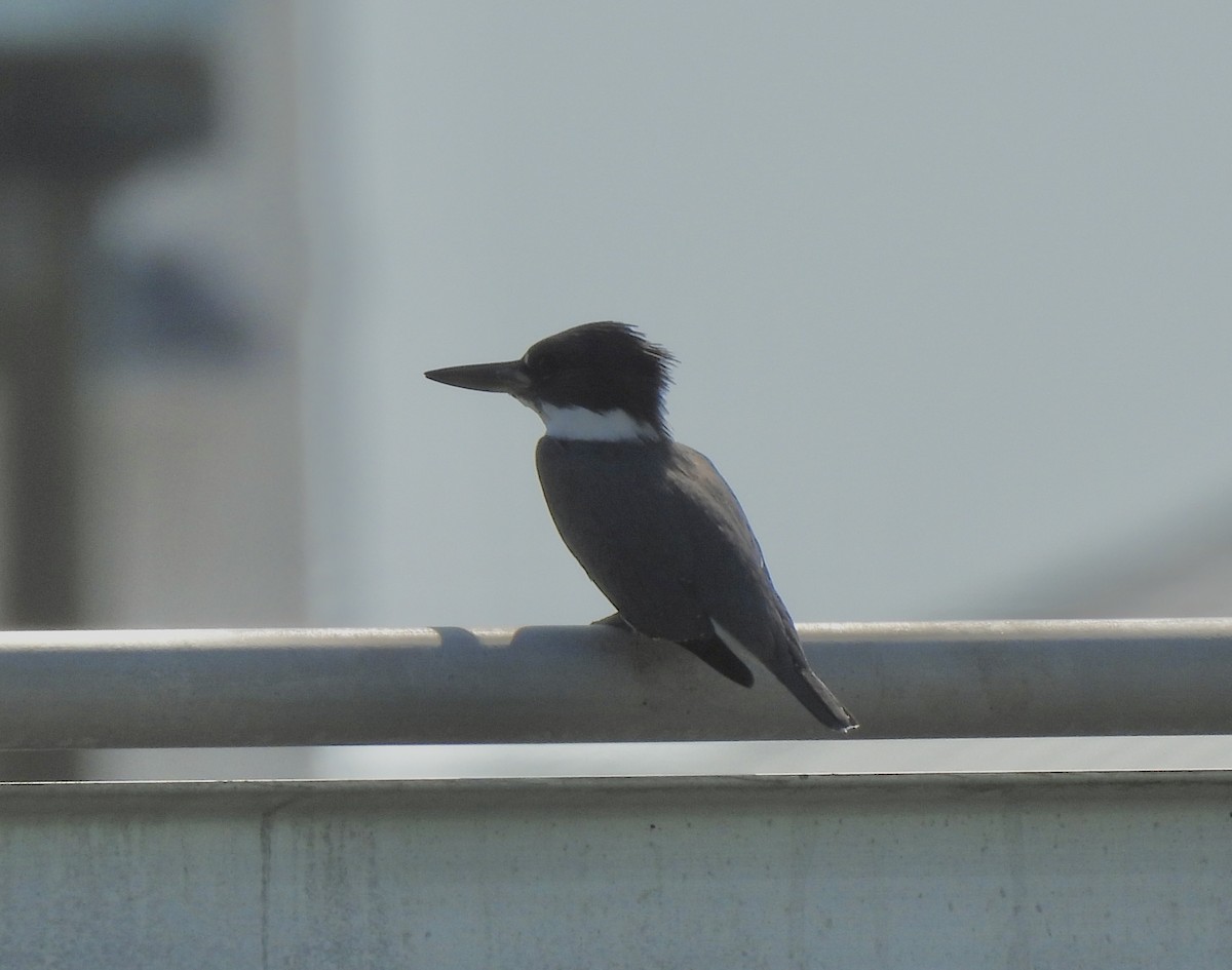 Martin handi iparramerikarra - ML645264412