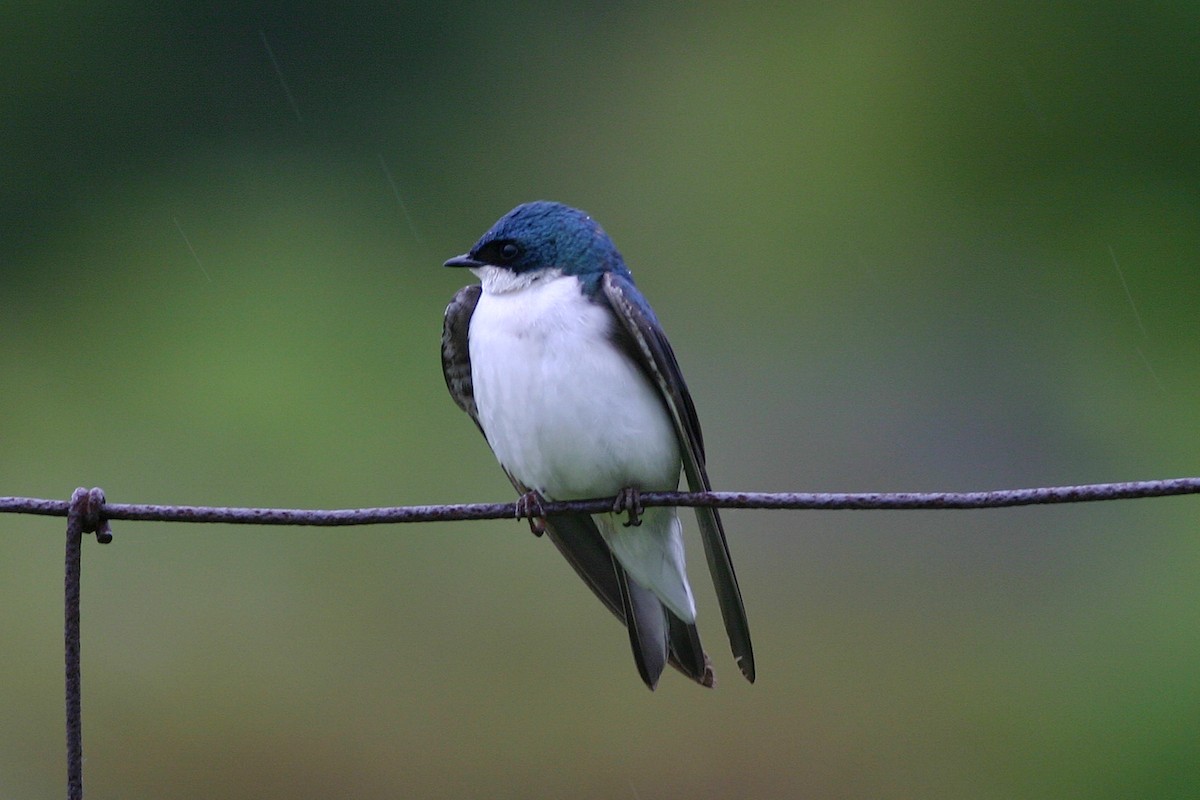 Tree Swallow - ML645264415
