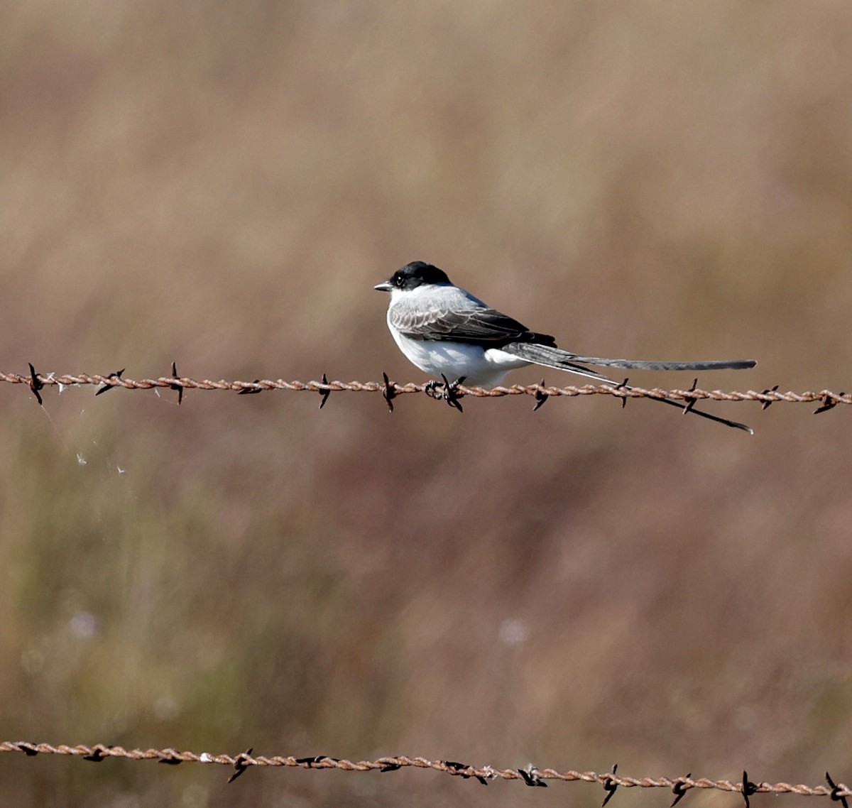 Fork-tailed Flycatcher - ML645264417
