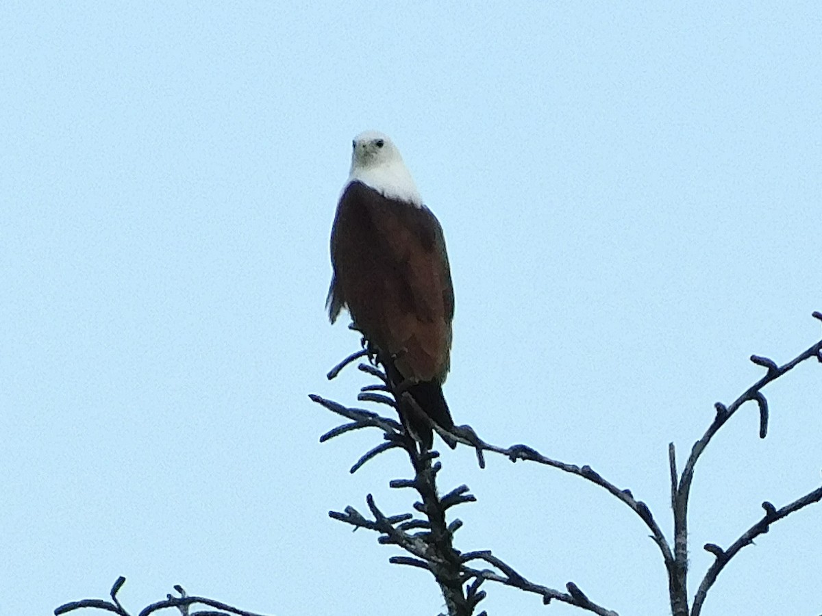 Brahminy Kite - ML645264428
