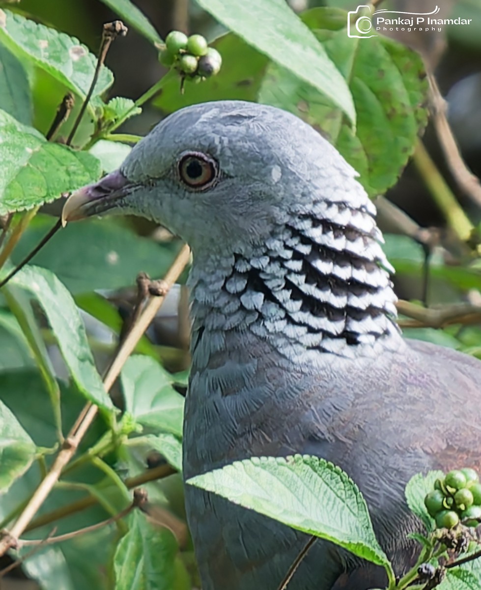 Nilgiri Wood-Pigeon - ML645264437
