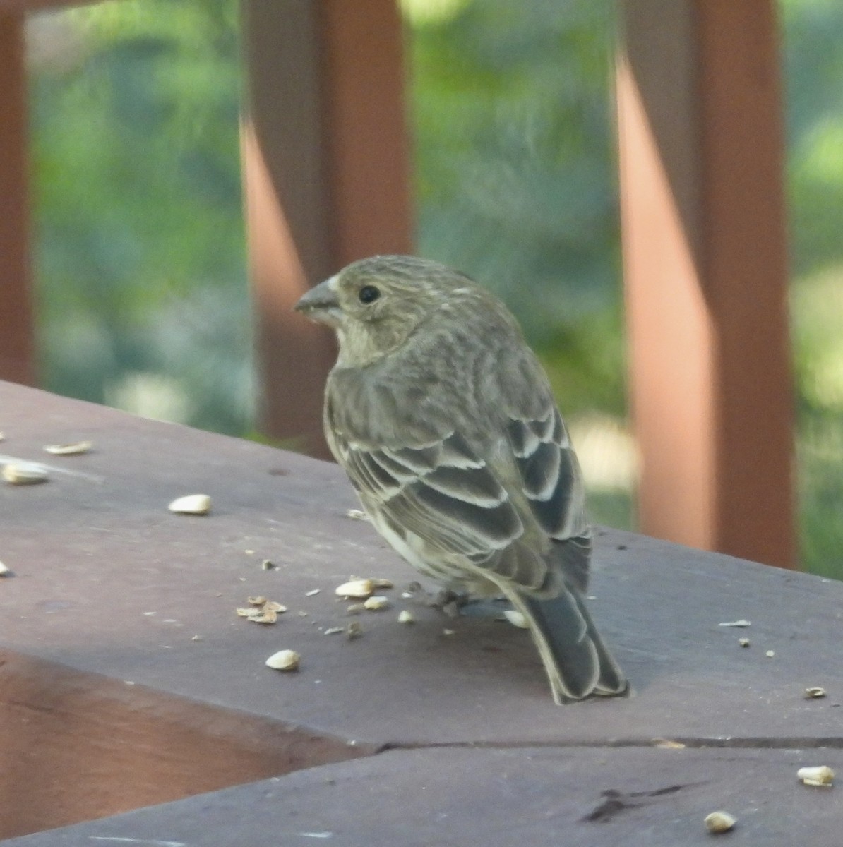 House Finch - ML645264438