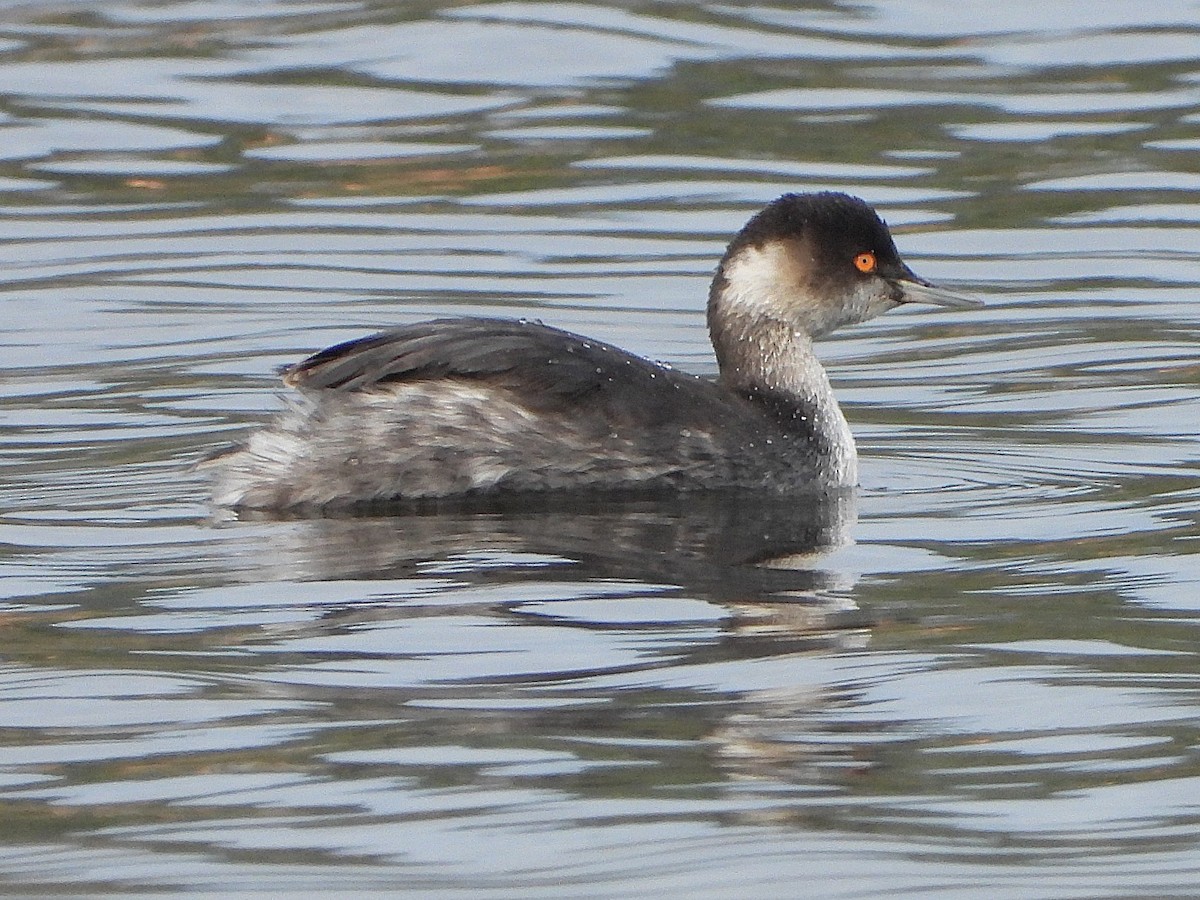 Grèbe à cou noir - ML645264451