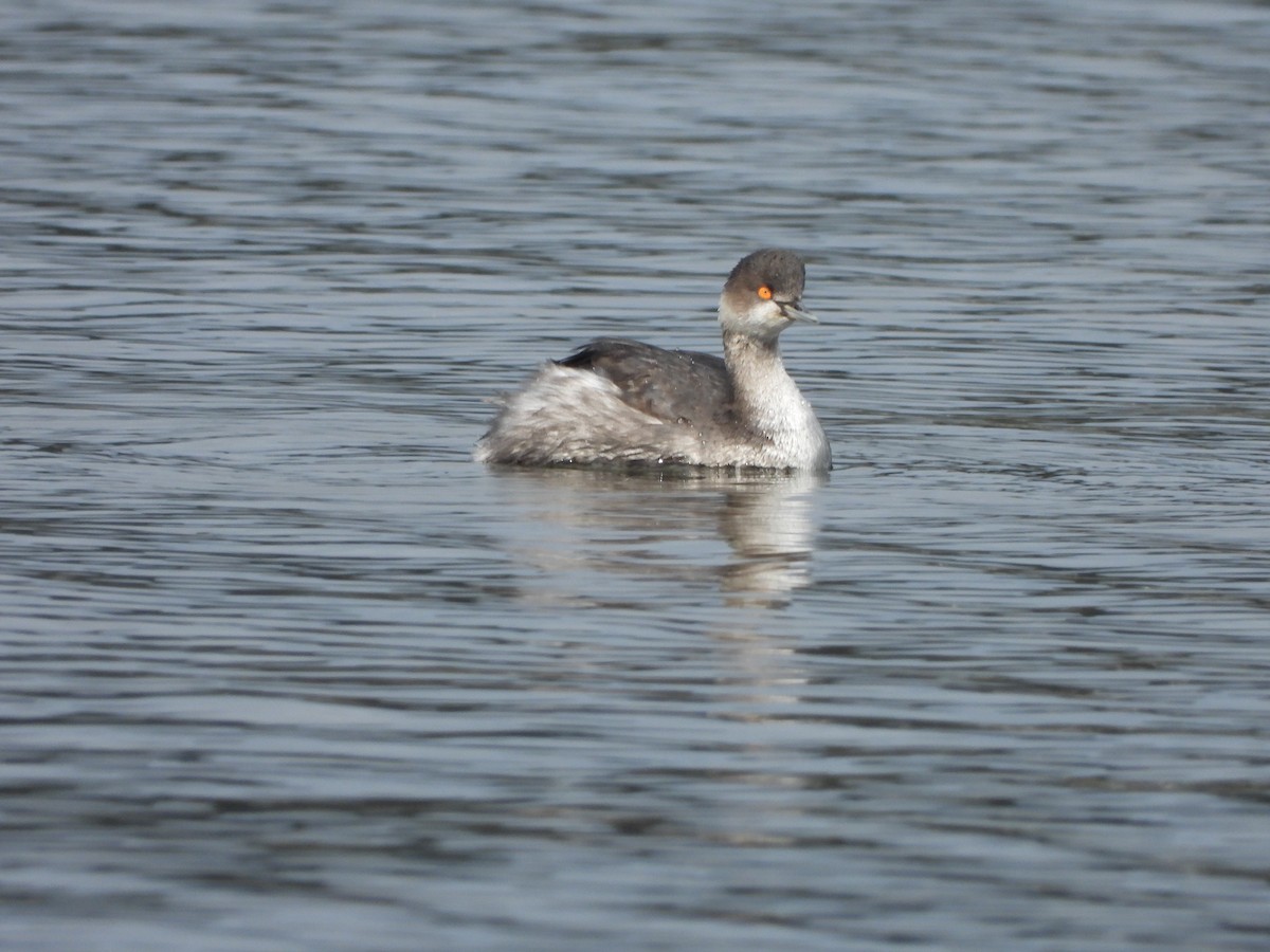Grèbe à cou noir - ML645264469