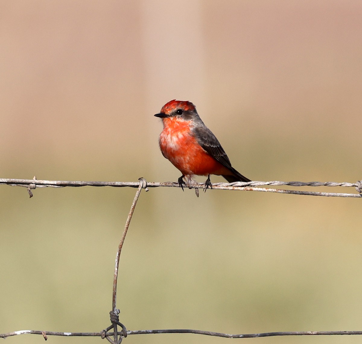 Vermilion Flycatcher - ML645264470
