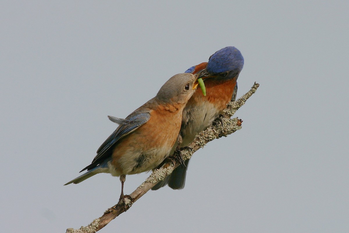 Eastern Bluebird - ML645264479