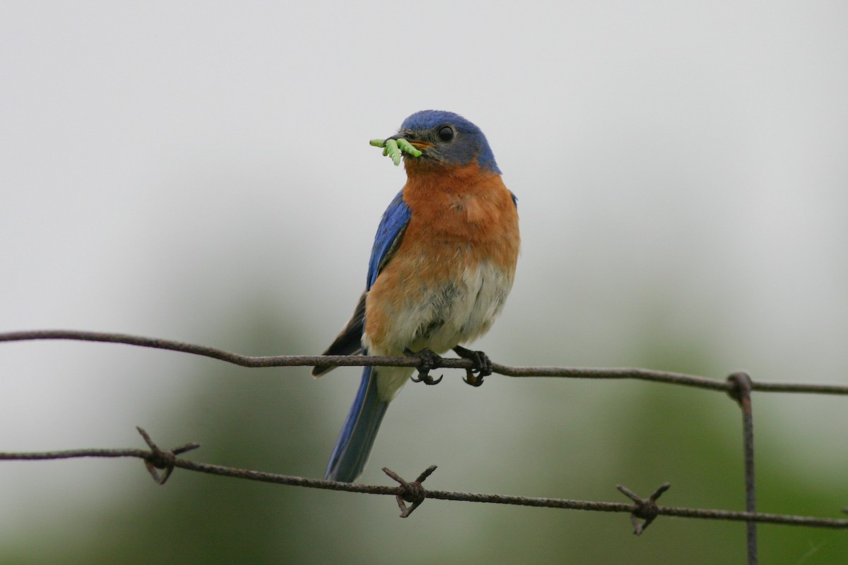 Eastern Bluebird - ML645264480
