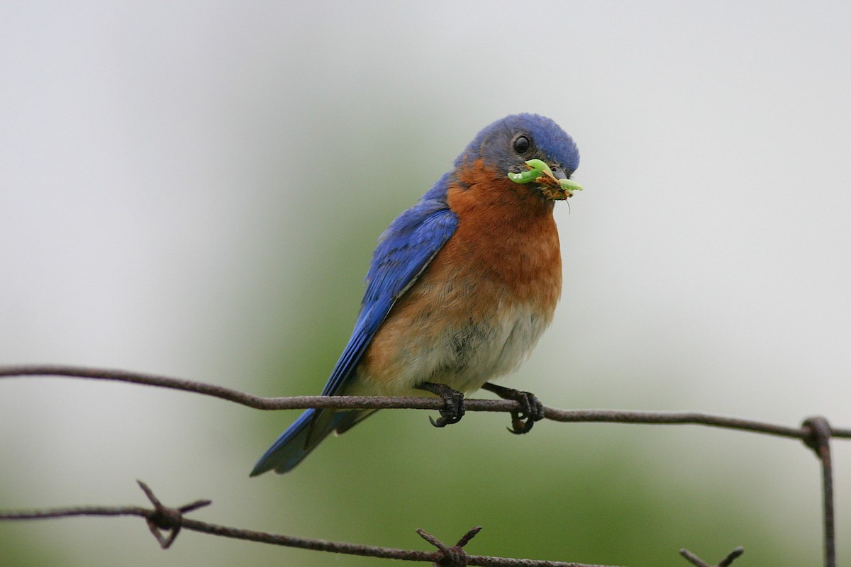 Eastern Bluebird - ML645264481