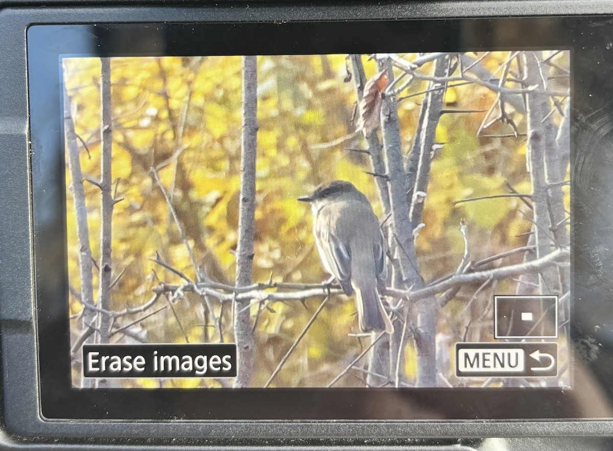 Eastern Phoebe - ML645264487
