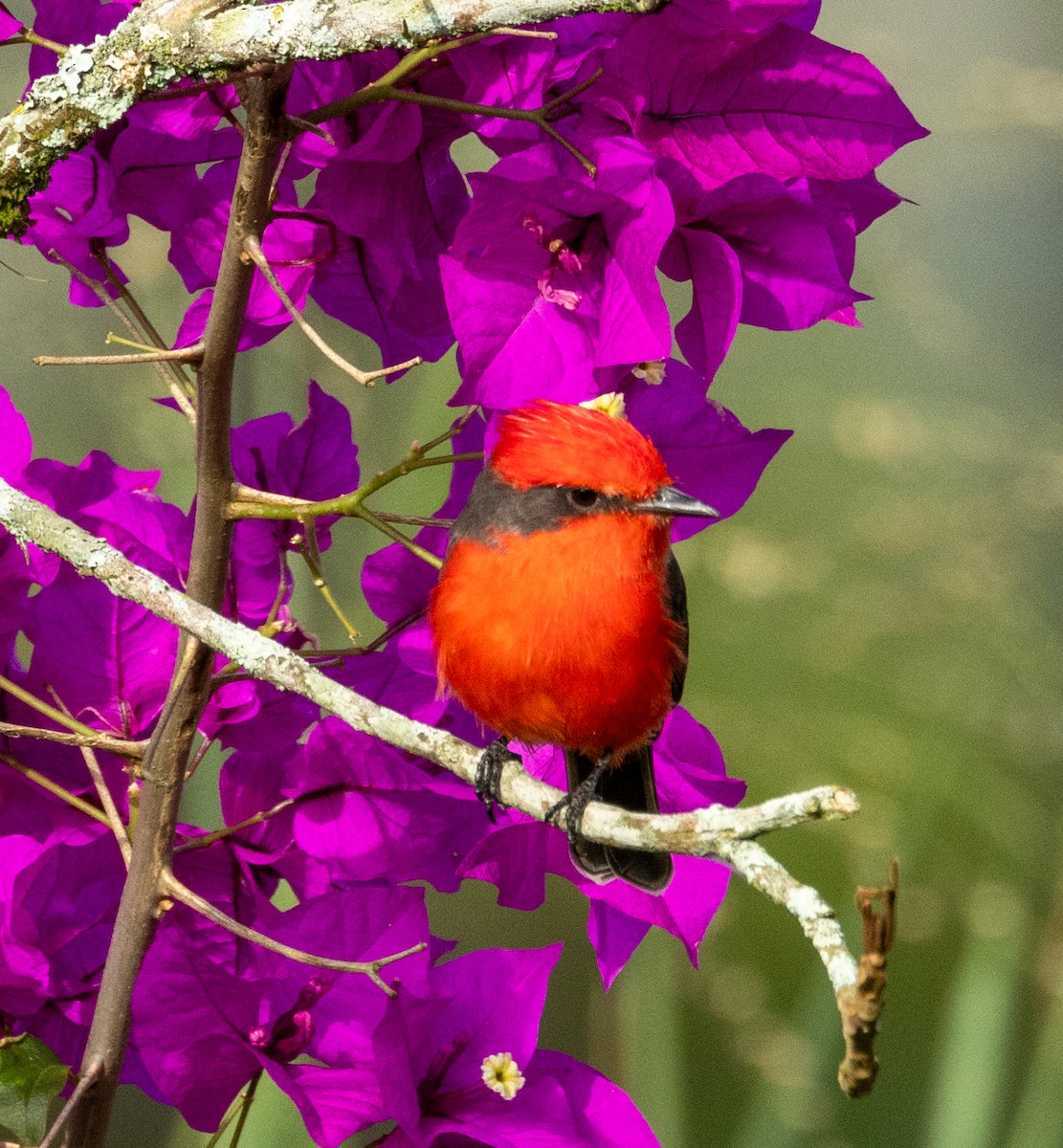 Vermilion Flycatcher - ML645264488