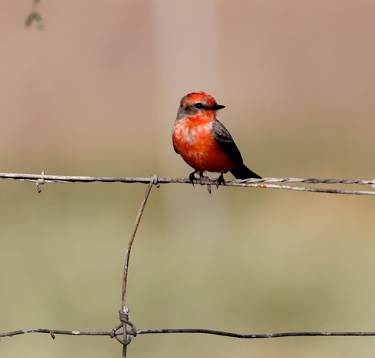 Vermilion Flycatcher - ML645264489