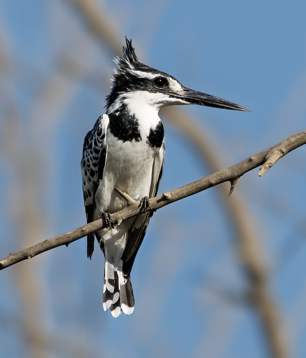 rybařík jižní - ML645264490