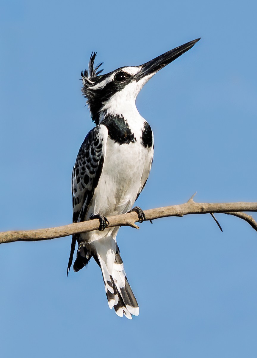 rybařík jižní - ML645264491