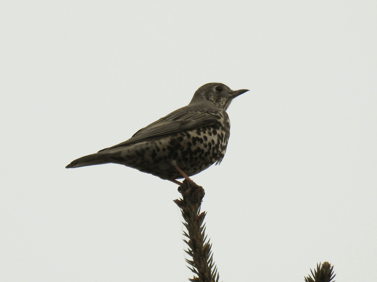 drozd brávník - ML645264497