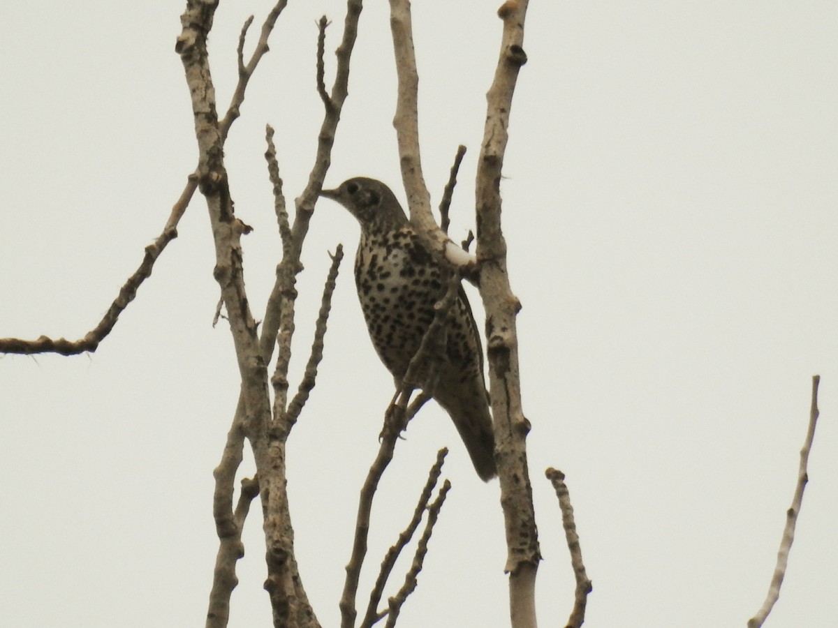 drozd brávník - ML645264498