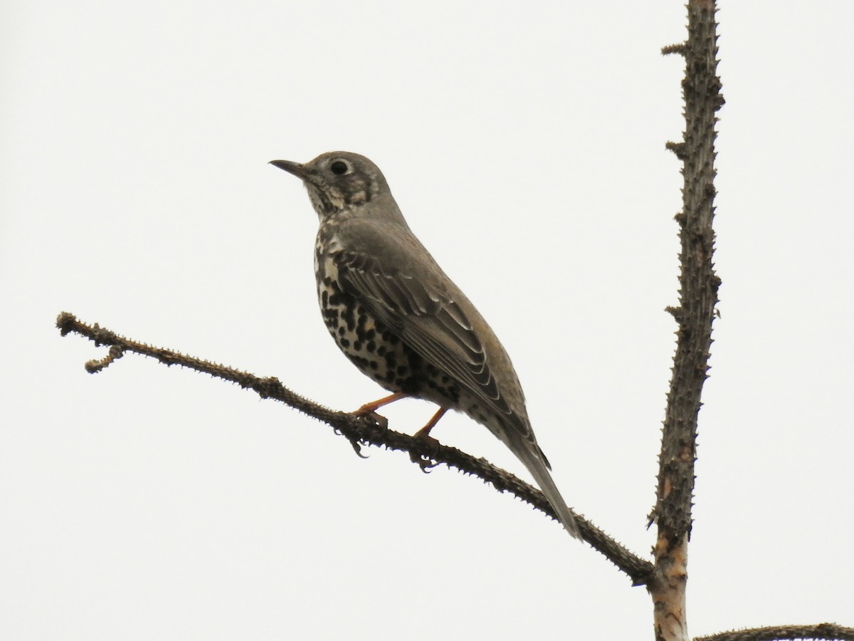 drozd brávník - ML645264499