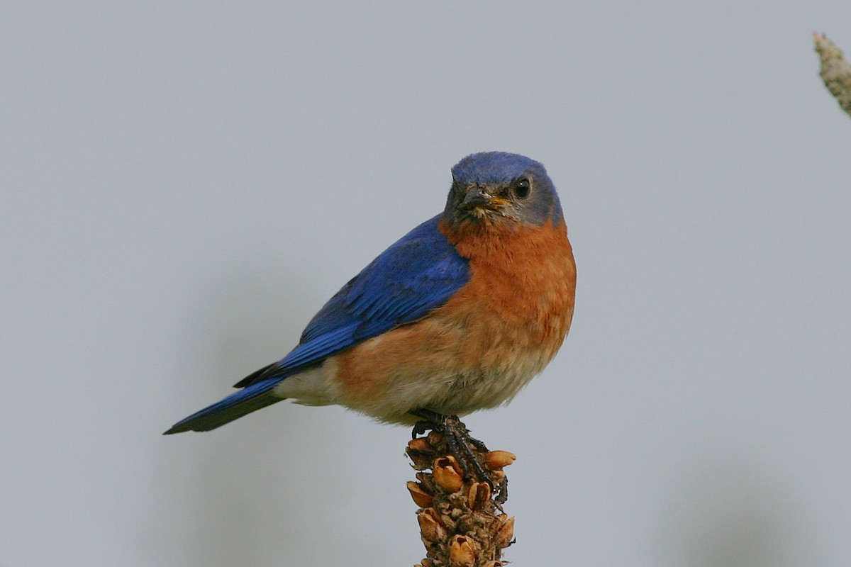 Eastern Bluebird - ML645264502
