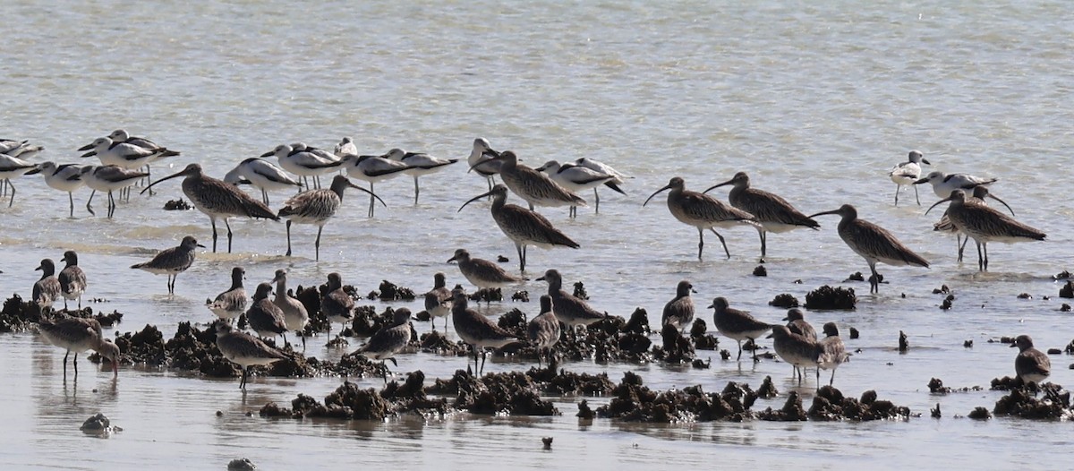 Eurasian Curlew - ML645264504