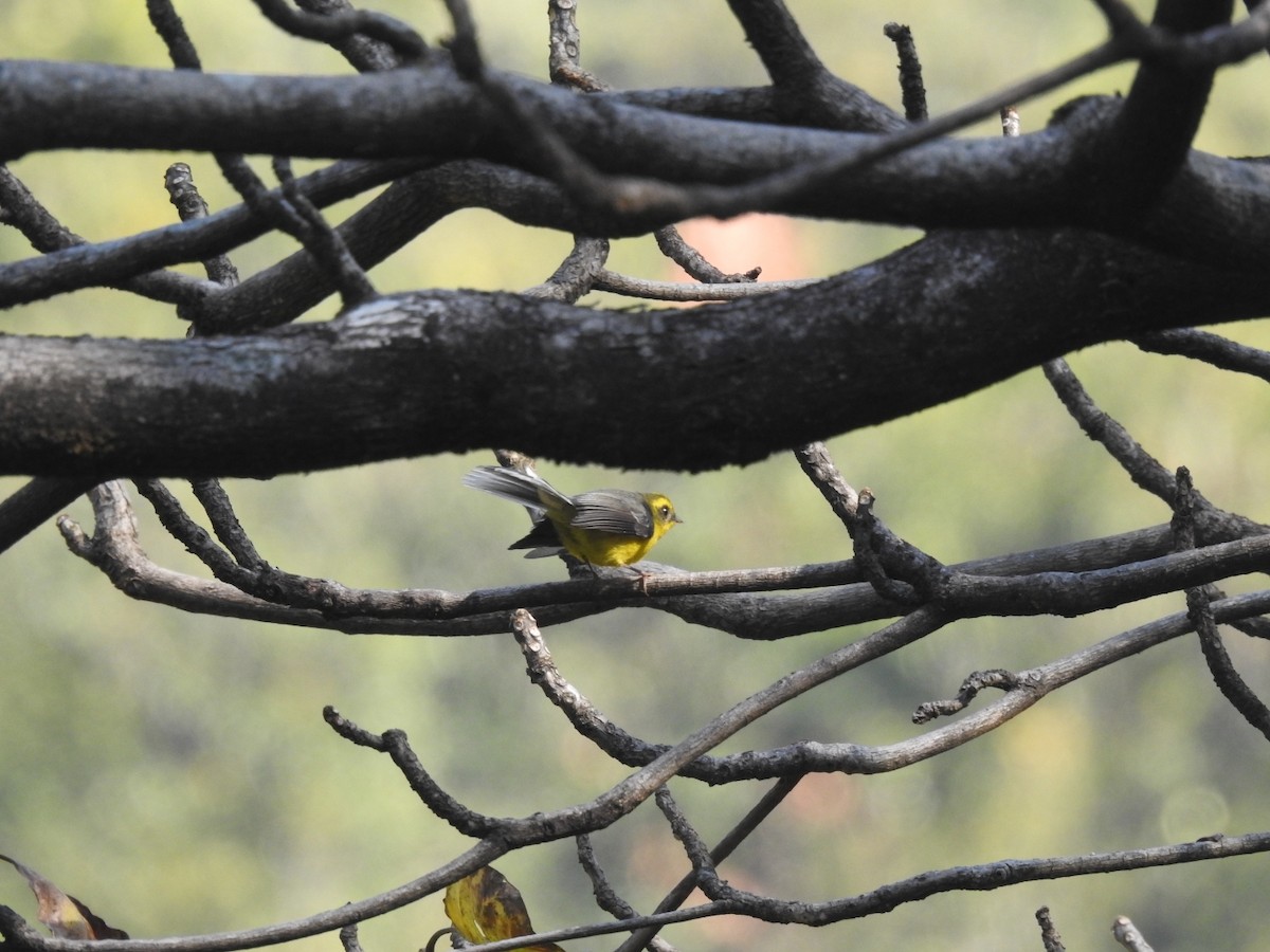 Yellow-bellied Fairy-Fantail - ML645264505