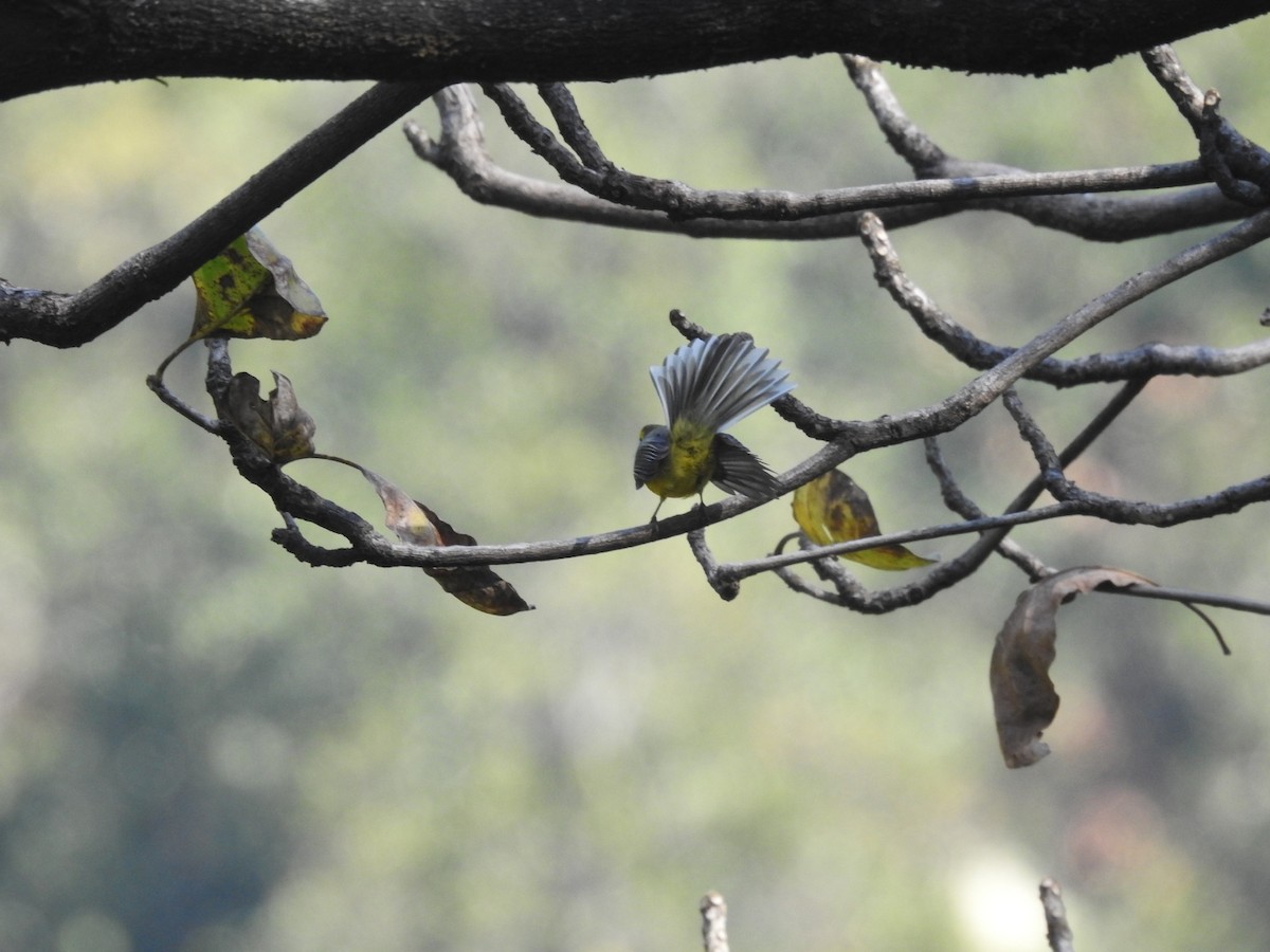 Yellow-bellied Fairy-Fantail - ML645264506
