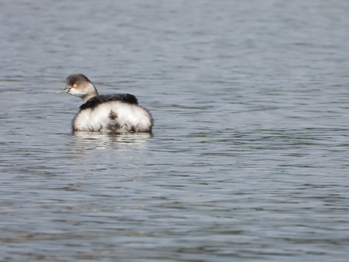 Grèbe à cou noir - ML645264509