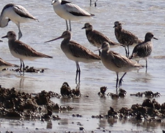 Bar-tailed Godwit - ML645264510