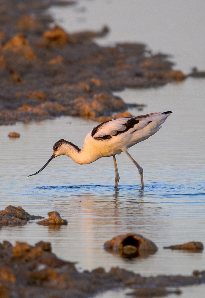 tenkozobec opačný - ML645264515