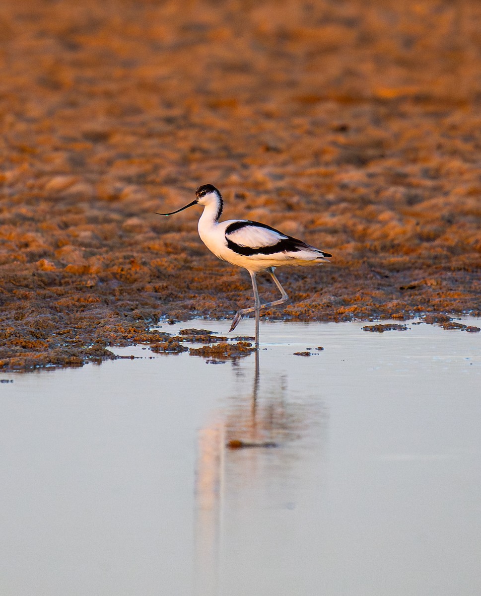 tenkozobec opačný - ML645264516