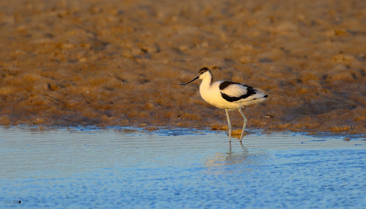tenkozobec opačný - ML645264517